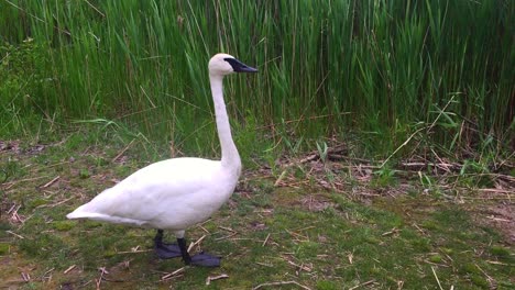Medium-wide-shot-of-a-curious-white-swan-standing-still-on-land