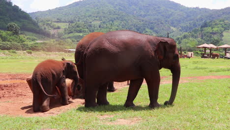 Elefanten,-Die-Sich-Auf-Einem-Feld-An-Betonpfeilern-Reiben