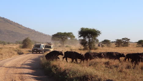 A-Herd-of-Water-Baffalo-Run-Across-a-Dirt-Road-in-Front-of-Safari-Vehicles-in-the-Serengeti-in-Africa