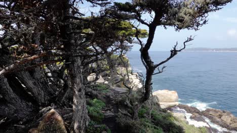 Slow-motion-shot-of-trees-on-cliffs-by-the-ocean-in-California,-USA---camera-slowly-panning-right