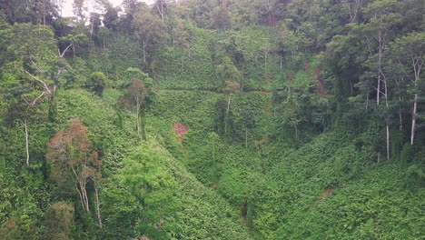 Aerial-drone-footage-of-hiking-trail-on-green-rainforest-mountainside