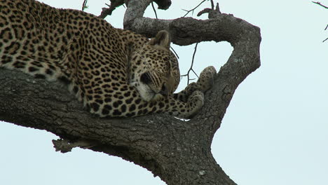 Leopard-sleeping-on-a-branch,-during-sunset,-Maasai-Mara,-Kenya