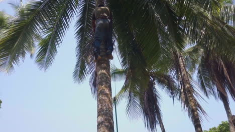 Costa-Rican-tree-trimmer-slowly-descending-back-down-a-tall-palm-tree-after-trimming-it-on-the-sandy-beaches-of-Punta-Banco,-Costa-Rica