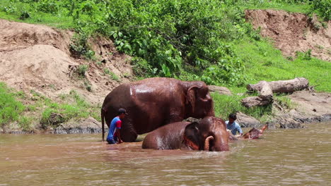 Trainer-splashing-and-cleaning-his-elephants-in-middle-of-the-river-in-slow-motion