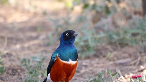 A-Beautiful-and-Vibrant-Blue-and-Orange-Bird,-the-Superb-Starling-Curiously-Looks-Around-While-Standing-on-the-Ground-in-Tanzania,-Africa