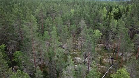 drone-shot-of-tree-tops-in-forest-baltic,-europe