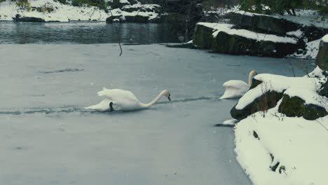 Schwan-Auf-Zugefrorenem-Teich-St-Stephen&#39;s-Green-Während-Eines-Schneesturms