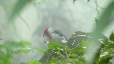 Close-up-shot-of-pretty-red-cowled-cardinal-in-green-humid-climate