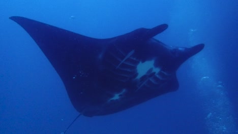 big-mantaray-swims-over-divers-sitting-down-on-the-sandy-bottom