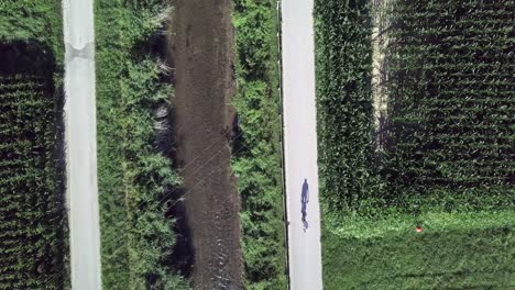 Luftaufnahme-Von-Oben-über-Einem-Biker,-Der-Einen-Langen-Schatten-Im-Sugana-Tal,-Italien,-Wirft,-Wobei-Die-Drohne-Vorwärts-Fliegt