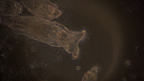 A-microscopic-view-of-rotifers-in-phase-contrast-lighting