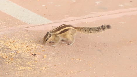 Schönes-Indisches-Eichhörnchen,-Das-Körner-Auf-Dem-Boden-Isst-Stockvideo