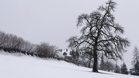 Panoramic-view-of-a-tree-on-a-snowy-hill-in-Switzerland