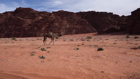 Camello-De-Una-Joroba-De-Piel-Marrón-Aislada-Deambulando-Por-El-Desierto-De-Wadi-Rum