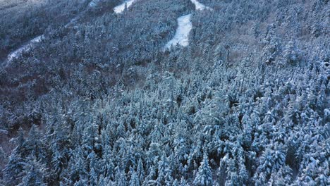 Aerial-footage-flying-close-to-the-snow-tree-tops-on-a-ski-mountain-towards-empty-trails