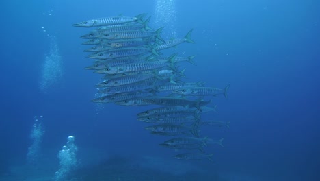 Agua-Cristalina-Con-Un-Banco-De-Barracudas-Nadando