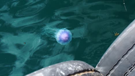 Blaue-Und-Violette-Qualle-Mit-Langer-Medusa,-Die-Im-Hafen-Von-Stavanger-Norwegen-In-Klarem-Blauem-Wasser-Schwimmt