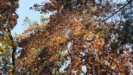 Zeitlupenaufnahme-Von-Fallenden-Herbstblättern