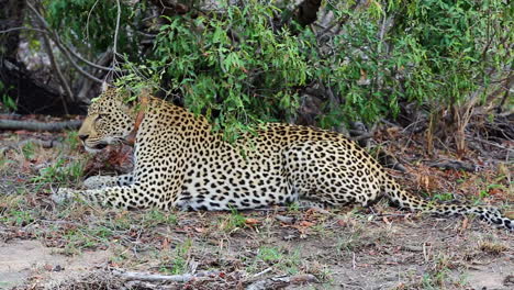 Male-leopard-with-tracking-collar-on-the-ground-getting-up-after-rubbing-head-then-looks-around