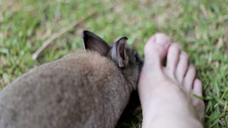 A-pet-rabbit-is-licking-a-man's-foot