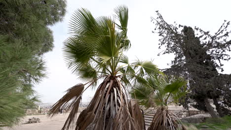 Still-Shot-of-Palm-Leaves-Waving-in-the-Wind-with-Shivering-Pines