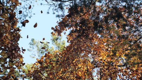 Zeitlupenaufnahme-Von-Fallenden-Herbstblättern