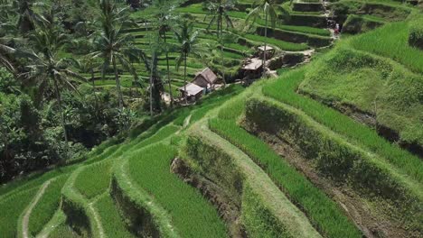 Aerial-video-in-an-amazing-landscape,-with-drone,-above-rice-terraces-in-a-beautiful-day