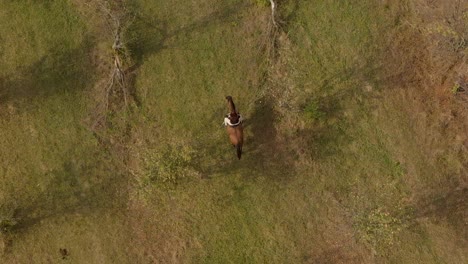 Aerial-tracking-drone-shot-of-girl-ride-disobedient-horse