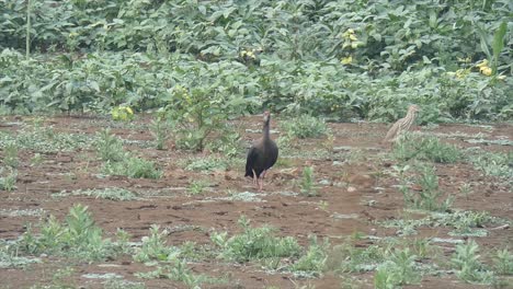 white-shoulder-stok-birds-..