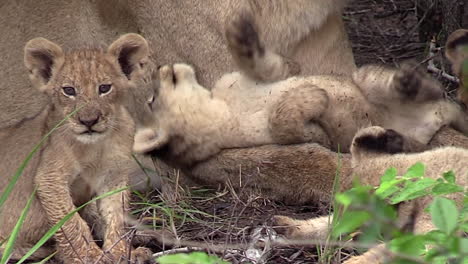 Löwenbabys-Spielerische-Interaktion-Mit-Mutterlöwin,-Südafrika