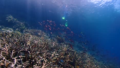 snorkelling-a-beautiful-reef,-filmed-from-below-with-sun-shining-down
