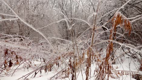 A-vertical-down-moving-shot-of-frozen-trees-due-to-frozen-rain