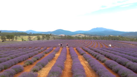 Aerial-drone-of-Lavender-farm-in-full-bloom-with-rows-of-purple-lavender