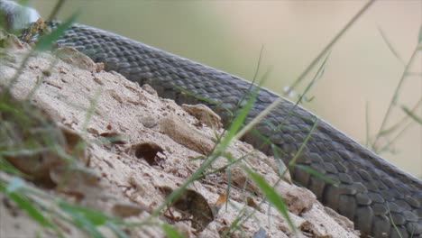 Serpiente-Rata-Mp4.