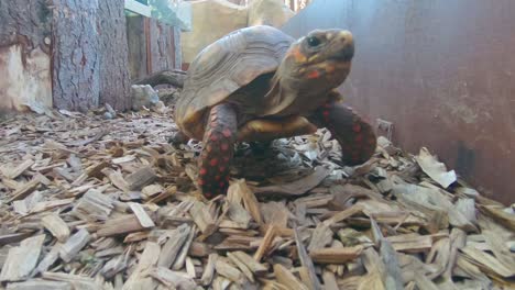 Schildkröte-Bewegt-Sich-In-Richtung-Kamera.-Schildkröte-Bewegt-Sich-In-Richtung-Kamera