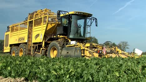 Harvest-of-sugar-beets-near-Straubing-in-Bavaria,-Germany