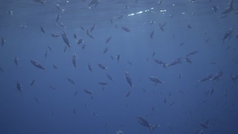Filming-below-the-water-surface-with-sun-rays-breaking-the-surface-with-fish-swimming-underneath