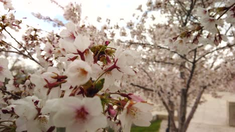 Schöne-Rosa-Frühlingsblüten-Im-Fokus-Im-Vordergrund-Und-Verschwommen-Im-Hintergrund,-Die-Im-Wind-Auf-Einem-Baum-Wehen