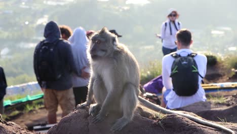 Makaken-Sitzen-An-Einem-überfüllten-Ort-Im-Vordergrund,-Während-Touristen-Im-Hintergrund-Ausschwärmen,-Fotos-Machen,-Selfies-Machen