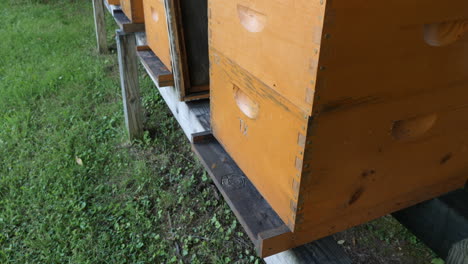 Honigbienenstock-Ws-Mit-Aktiven-Bienen-Nach-Unten-Geneigt