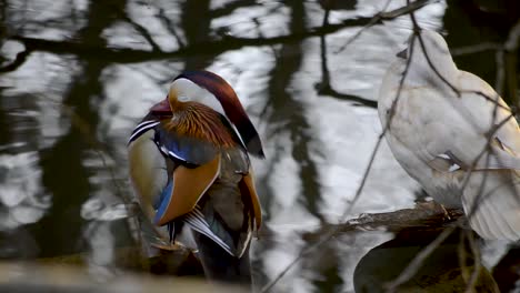 Colorful-mandarin-duck-and-white-female-duck-resting-on-the-side-of-a-lake-and-prepping-themselves-for-sleep-during-sundown