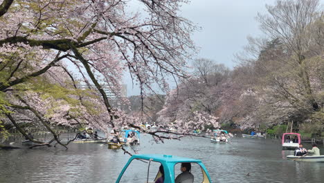 La-Gente-Disfruta-De-La-Flor-De-Cerezo-Y-Los-Botes-De-Ganso-Junto-Al-Lago-Del-Parque-Inokashira