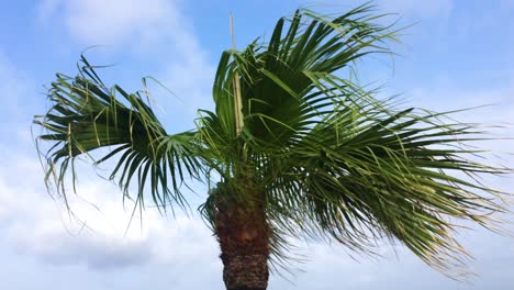 Low-angle-shot-of-a-Palm-Tree-swaying-with-the-wind-in-Chatan-Okinawa-Japan