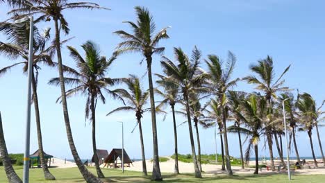 Palm-trees-blowing-in-wind-on-the-beach,-Richards-Bay,-South-Africa
