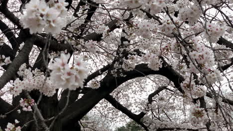 Lleno-De-Flores-De-Cerezo-Rosa-Bajo-Un-árbol-Viejo-En-El-Jardín-Nacional-Shinjuku-Gyoen
