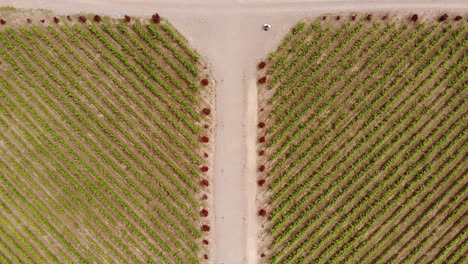 Going-up-vertical-overhead-a-perfect-and-symmetric-vineyard-surrounded-by-dusty-paths-in-Mendoza,-Argentina