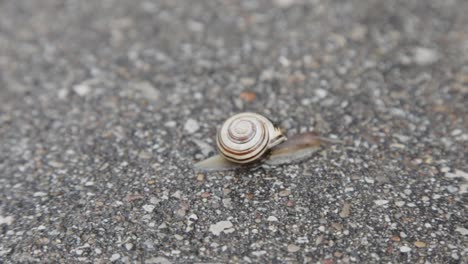 A-snail-crawling-along-asphalt