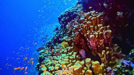 Mehrfarbige-Unterwasserwelt