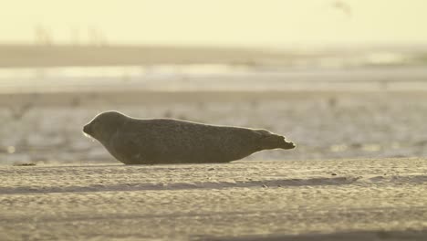 Group-of-Common-Seals-lying-on-sandy-beach-shoreline-at-warm-yellow-golden-hour