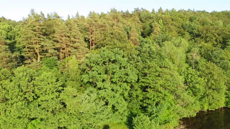 Dolly-shot-from-a-drone-of-polish-boreal-forest-in-pomerania-district-